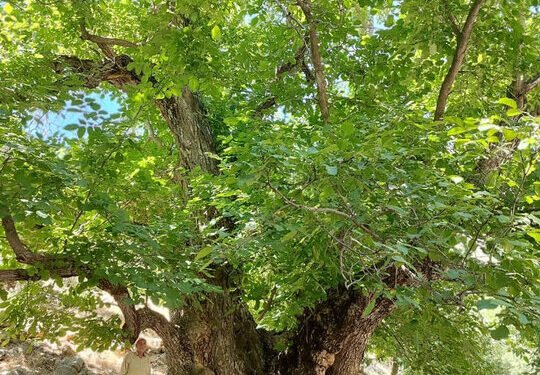 کهن‌ترین درخت گردوی ایران در لرستان ثبت ملی شد